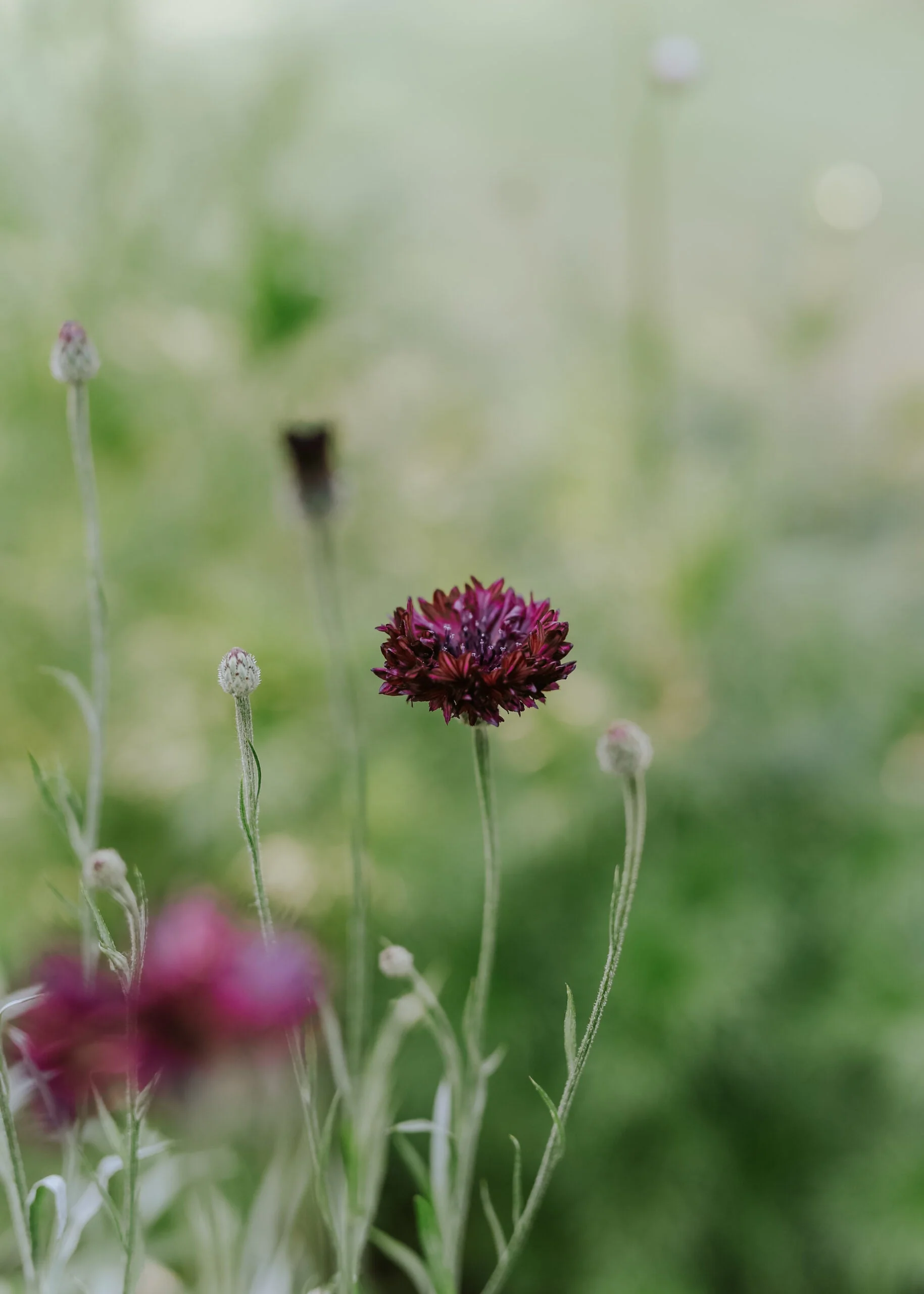 Miniatyrbild 2