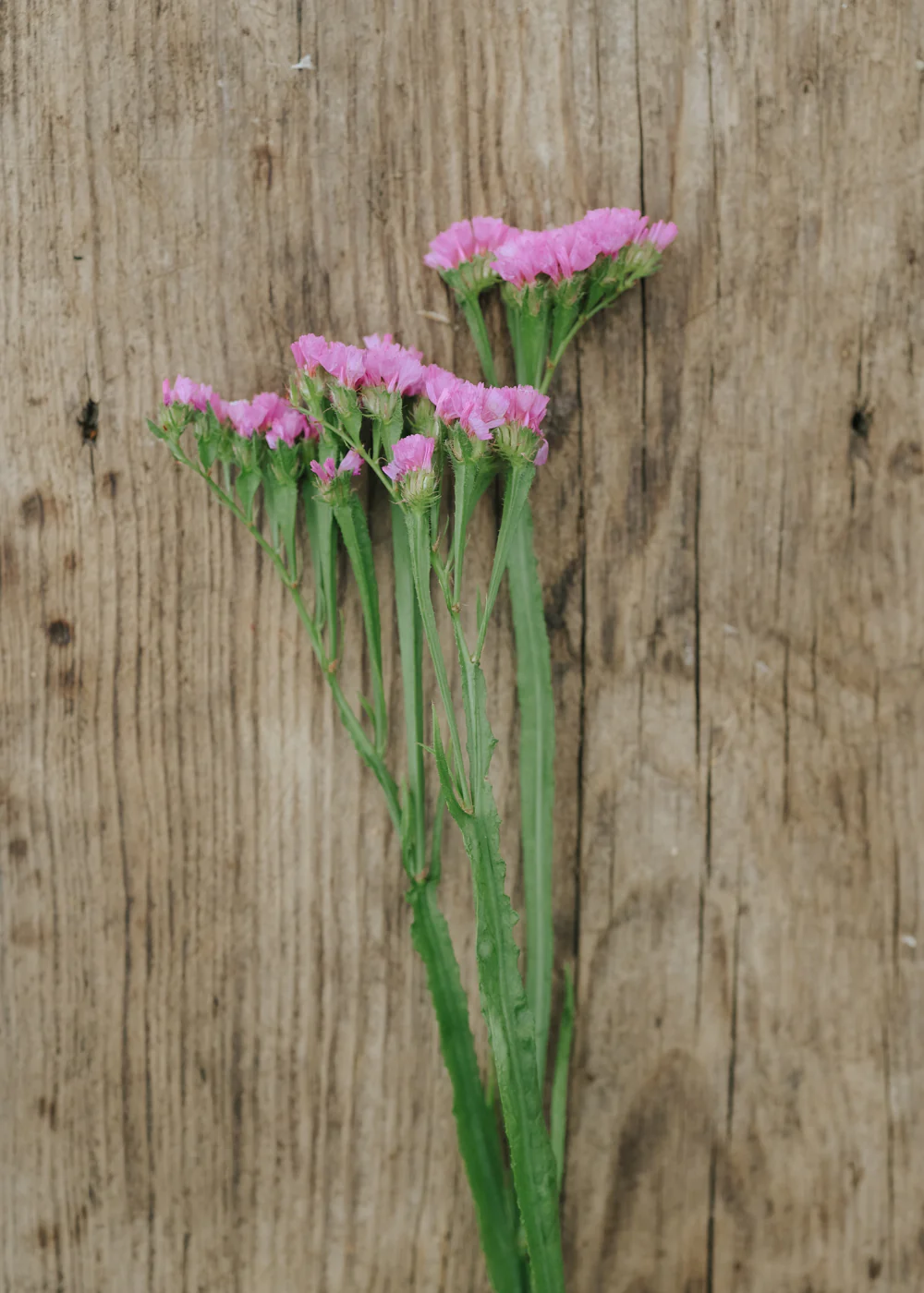 Miniatyrbild 2