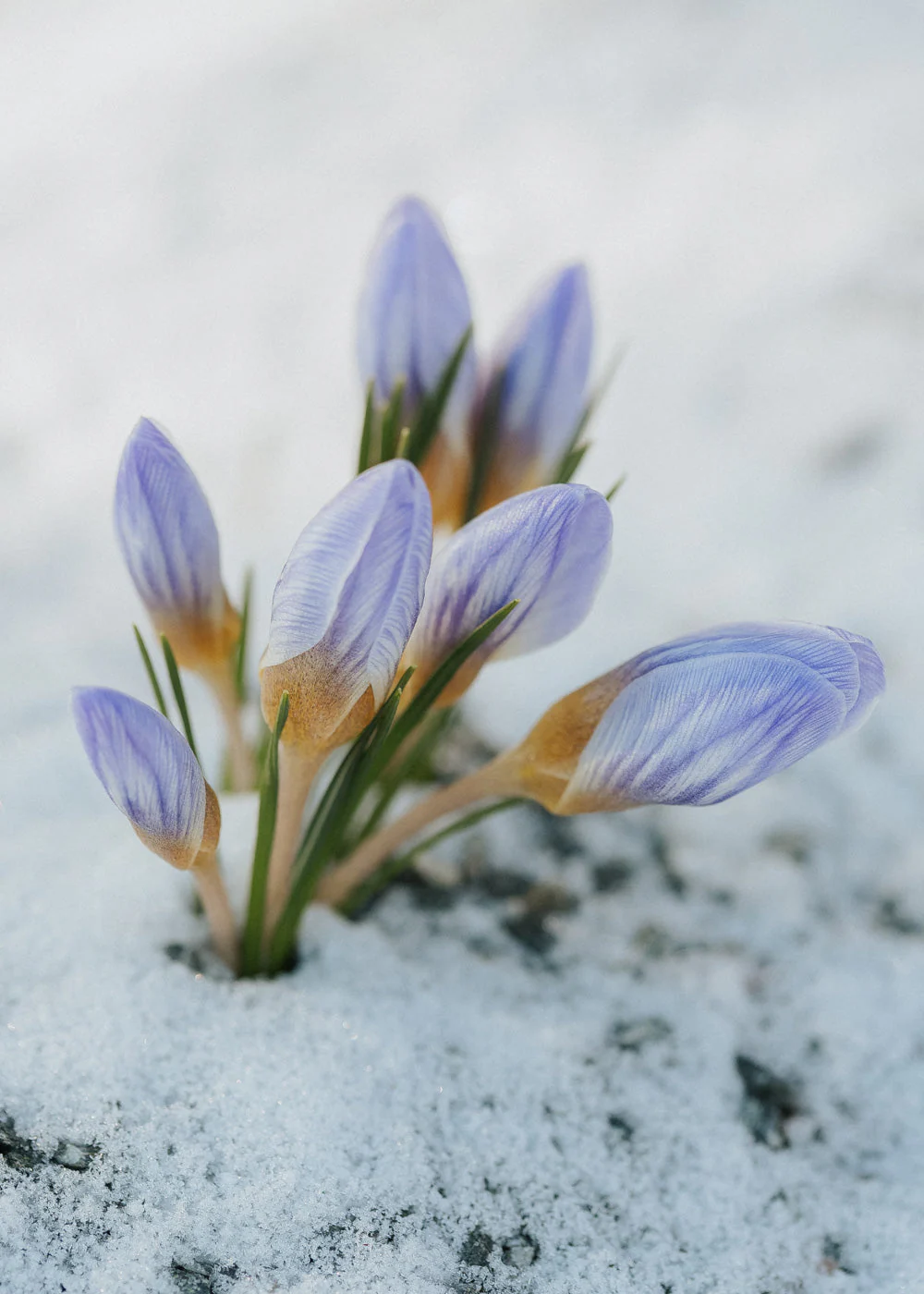 Miniatyrbild 2