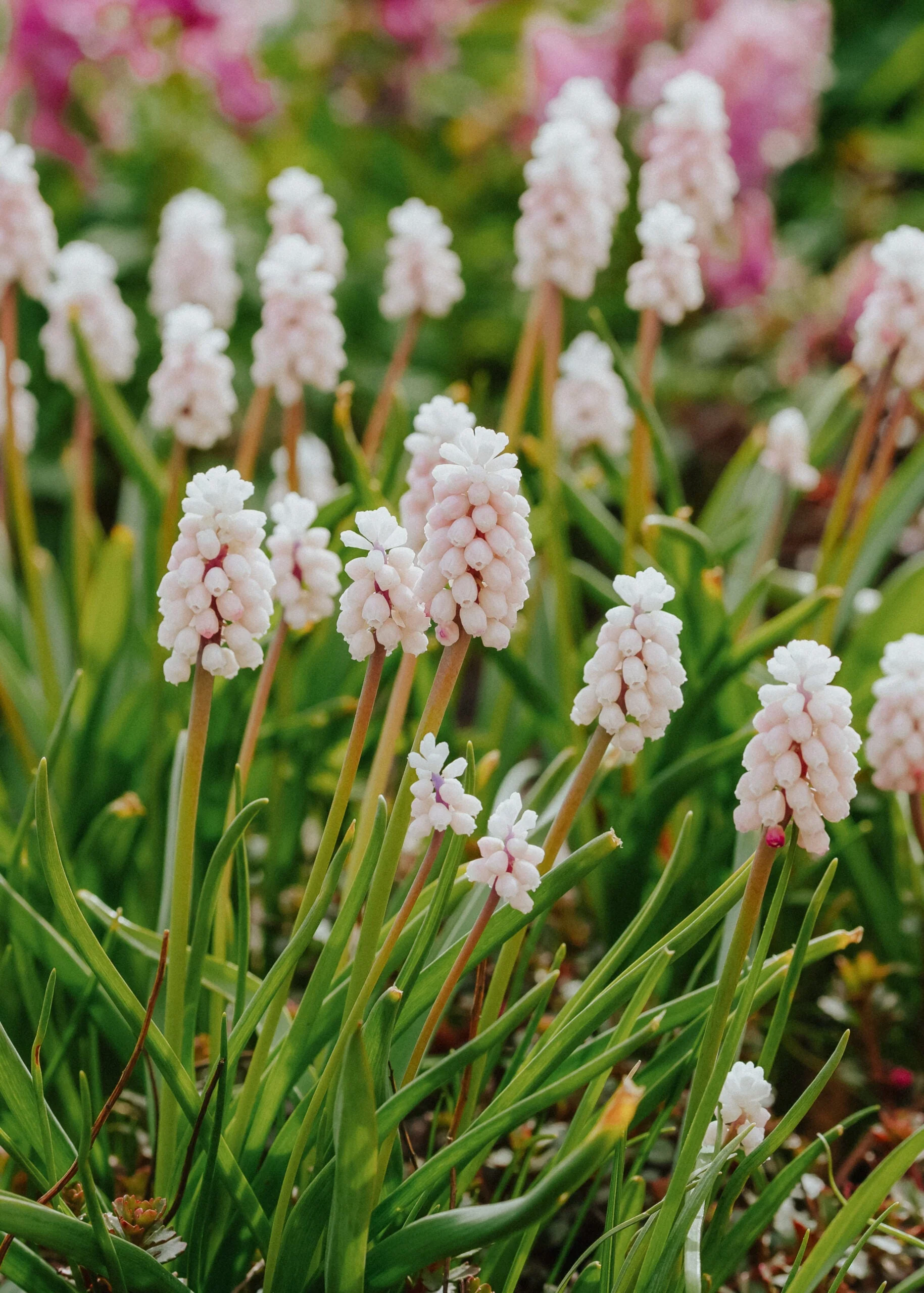 Floreas julkalender 2025